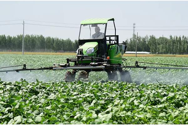 毛豆一年能种几茬，一年可以种植三茬