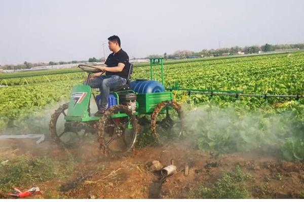 毛豆一年能种几茬，一年可以种植三茬