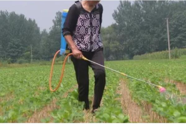 毛豆一年能种几茬，一年可以种植三茬