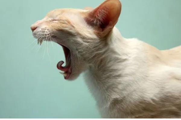 猫咪为什么打喷嚏，可能是患有鼻窦炎、病毒性鼻气管炎等疾病