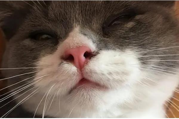 猫咪为什么打喷嚏，可能是患有鼻窦炎、病毒性鼻气管炎等疾病