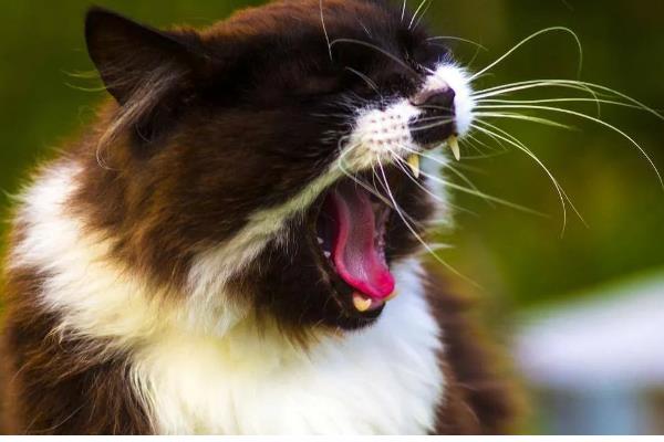 猫咪为什么打喷嚏，可能是患有鼻窦炎、病毒性鼻气管炎等疾病