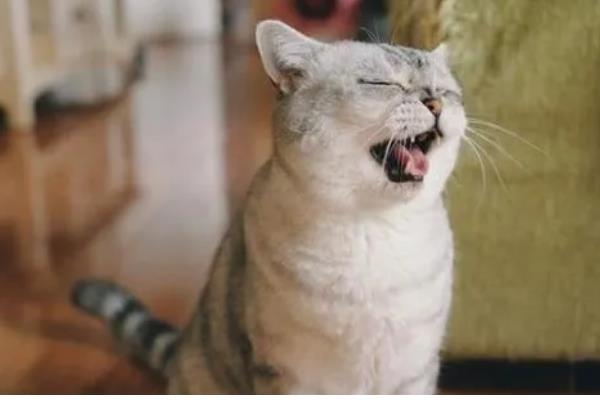 猫咪为什么打喷嚏，可能是患有鼻窦炎、病毒性鼻气管炎等疾病