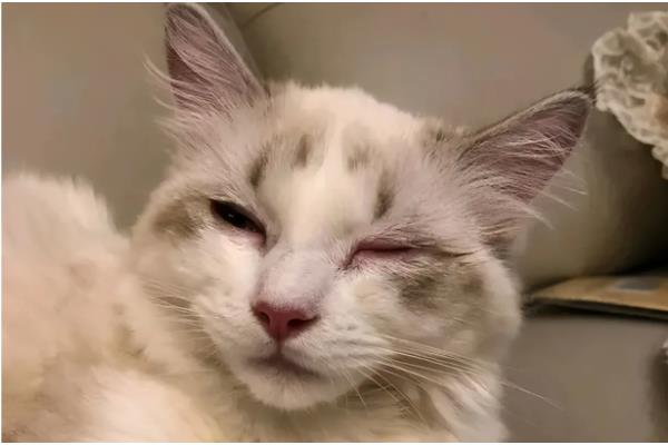 猫咪为什么打喷嚏，可能是患有鼻窦炎、病毒性鼻气管炎等疾病