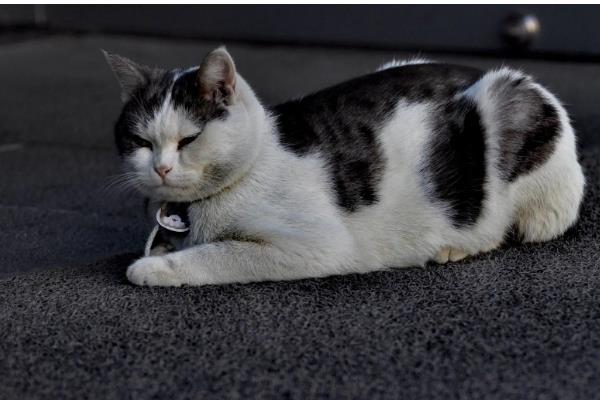 猫咪为什么打喷嚏，可能是患有鼻窦炎、病毒性鼻气管炎等疾病