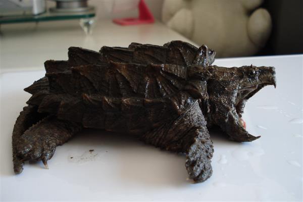 鳄龟是国家保护动物吗，不是我国的保护动物