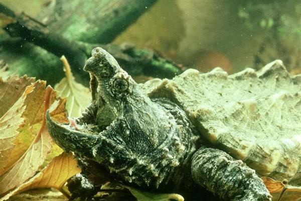 鳄龟是国家保护动物吗，不是我国的保护动物