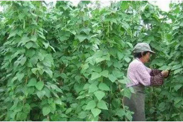芸豆打顶原因，可以促使侧枝的分化和发育