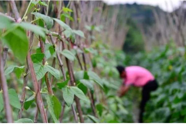 芸豆打顶原因，可以促使侧枝的分化和发育
