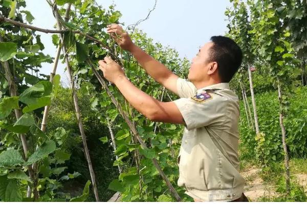 芸豆打顶原因，可以促使侧枝的分化和发育