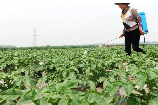 芸豆打顶原因，可以促使侧枝的分化和发育