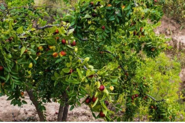 为何家中不能种枣树,因为家中通风和光照均不足