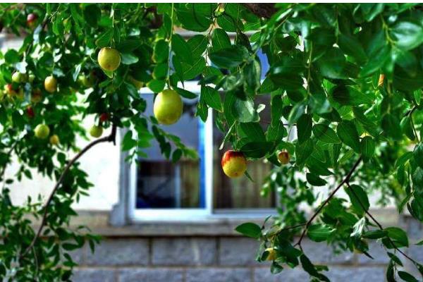 为何家中不能种枣树,因为家中通风和光照均不足