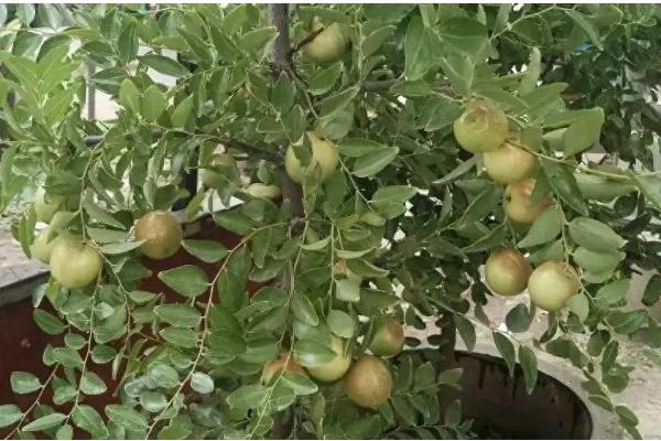 为何家中不能种枣树,因为家中通风和光照均不足