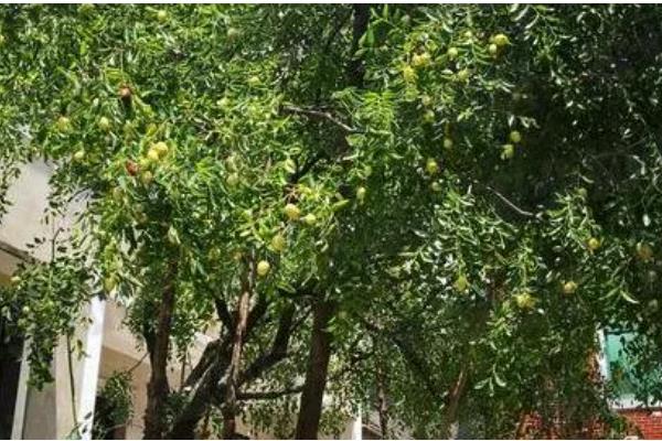 为何家中不能种枣树,因为家中通风和光照均不足