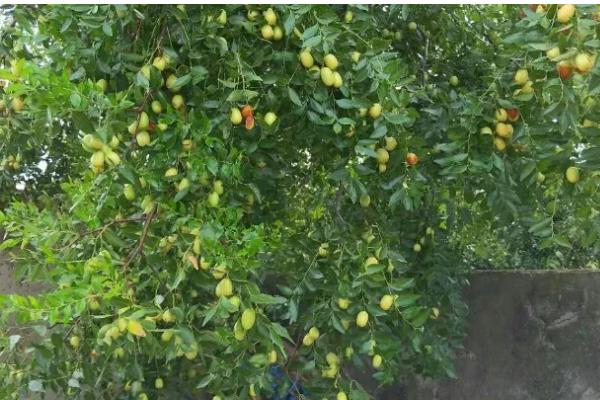 为何家中不能种枣树,因为家中通风和光照均不足