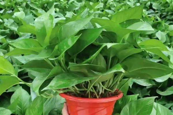 绿萝如何养护,施肥首选含氮多的液体花肥