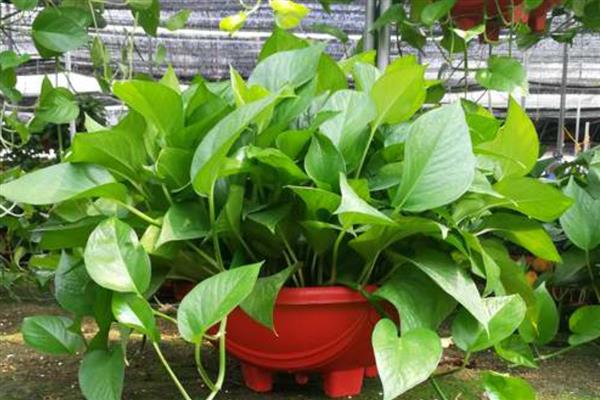 绿萝如何养护,施肥首选含氮多的液体花肥