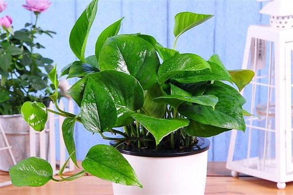 绿萝如何养护,施肥首选含氮多的液体花肥