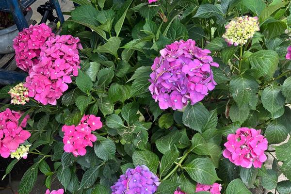 花为什么有各种不同的颜色，是由于花瓣中含有一种花青素