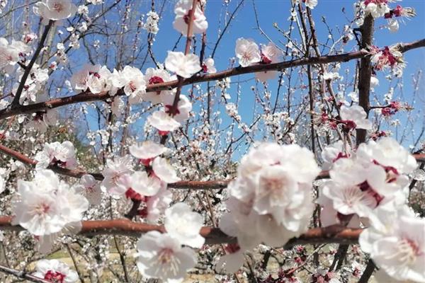 花为什么有各种不同的颜色，是由于花瓣中含有一种花青素