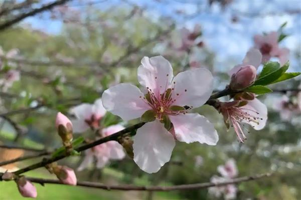 花为什么有各种不同的颜色，是由于花瓣中含有一种花青素