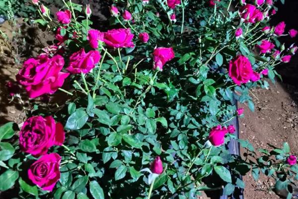 花为什么有各种不同的颜色，是由于花瓣中含有一种花青素