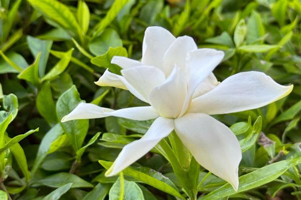 栀子花何时开放，花期一般是5-6月份