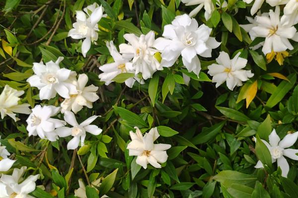 栀子花何时开放，花期一般是5-6月份