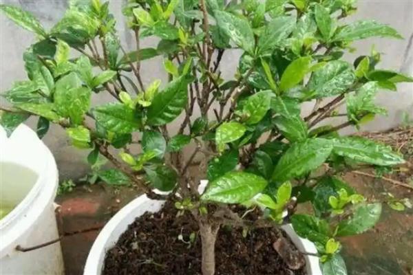 栀子花何时开放，花期一般是5-6月份