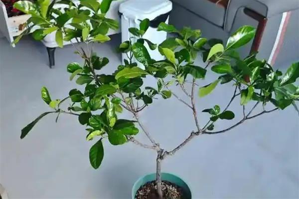 栀子花何时开放，花期一般是5-6月份