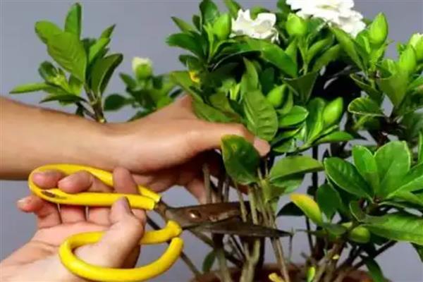 栀子花何时开放，花期一般是5-6月份