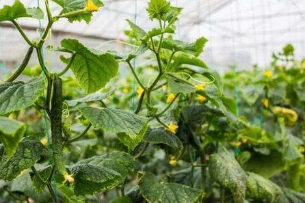 黄瓜种子发芽所需时间,在25-30℃的环境中只需3-5天