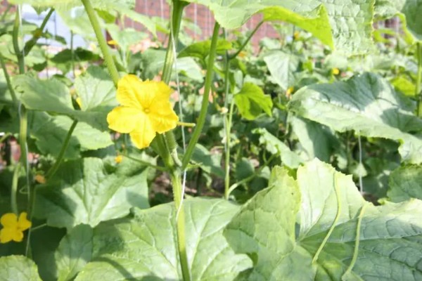 黄瓜种子发芽所需时间,在25-30℃的环境中只需3-5天