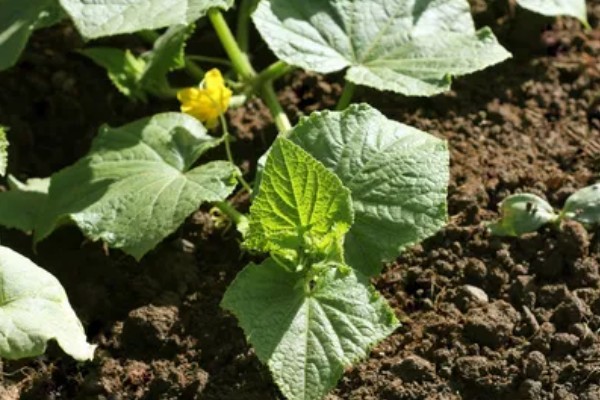 黄瓜种子发芽所需时间,在25-30℃的环境中只需3-5天