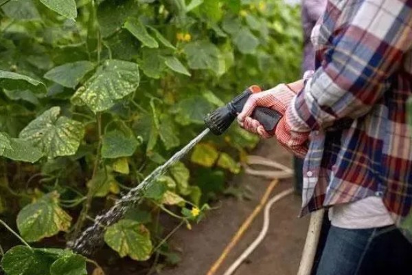 黄瓜种子发芽所需时间,在25-30℃的环境中只需3-5天