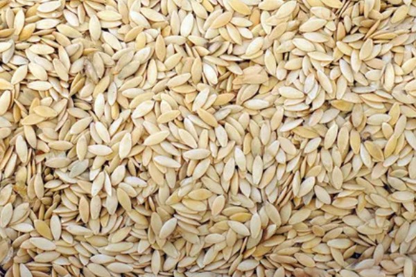 黄瓜种子发芽所需时间,在25-30℃的环境中只需3-5天