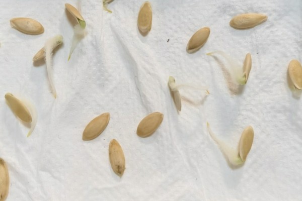 黄瓜种子发芽所需时间,在25-30℃的环境中只需3-5天