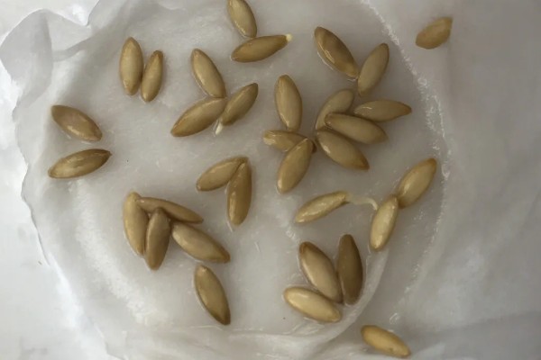 黄瓜种子发芽所需时间,在25-30℃的环境中只需3-5天