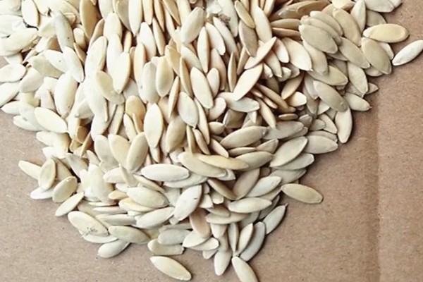 黄瓜种子发芽所需时间,在25-30℃的环境中只需3-5天