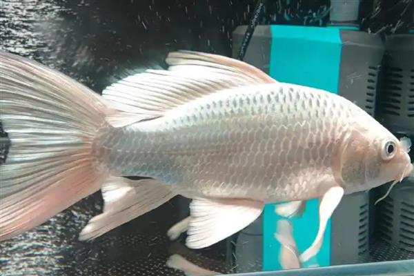 蝴蝶鲤的原产地,原产于中亚细亚