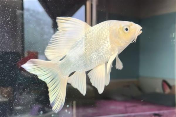 蝴蝶鲤的原产地,原产于中亚细亚