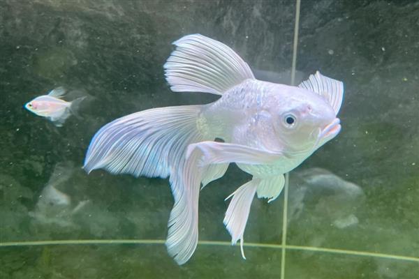 蝴蝶鲤的原产地,原产于中亚细亚