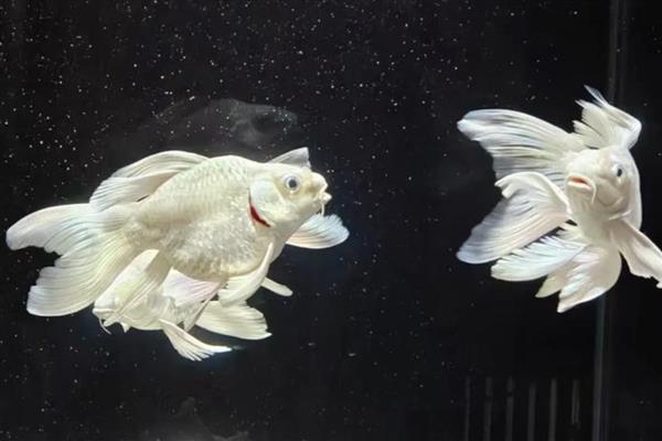 蝴蝶鲤的原产地,原产于中亚细亚