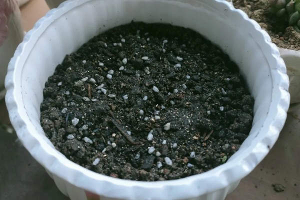 铃兰如何繁殖，一般情况下以分株繁殖为主