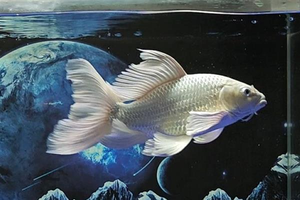 蝴蝶鲤的原产地,原产于中亚细亚