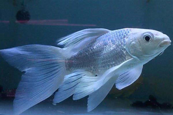 蝴蝶鲤的原产地,原产于中亚细亚