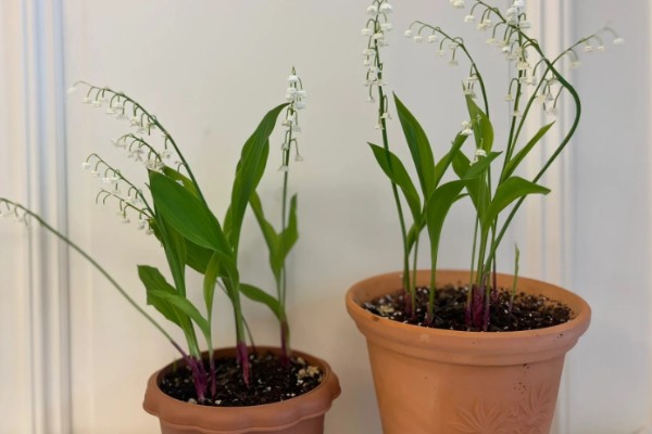 铃兰如何繁殖，一般情况下以分株繁殖为主