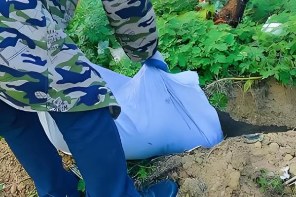 保护地栽培桃树用肥方式，用迟效性肥料作为基肥