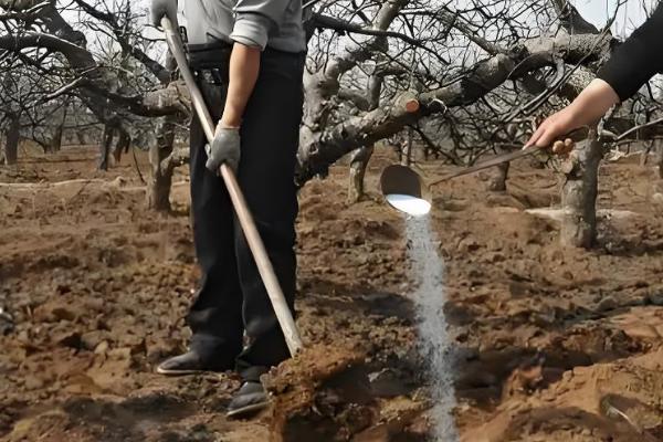 保护地栽培桃树用肥方式，用迟效性肥料作为基肥